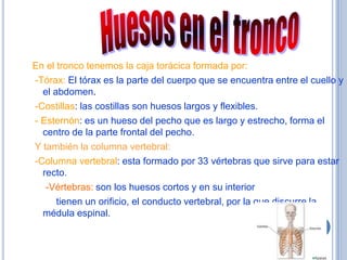 En el tronco tenemos la caja torácica formada por:
-Tórax: El tórax es la parte del cuerpo que se encuentra entre el cuello y
  el abdomen.
-Costillas: las costillas son huesos largos y flexibles.
- Esternón: es un hueso del pecho que es largo y estrecho, forma el
  centro de la parte frontal del pecho.
Y también la columna vertebral:
-Columna vertebral: esta formado por 33 vértebras que sirve para estar
  recto.
   -Vértebras: son los huesos cortos y en su interior
      tienen un orificio, el conducto vertebral, por la que discurre la
  médula espinal.
 