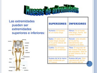 Las extremidades
                             SUPERIORES                INFERIORES
  pueden ser
  extremidades               Humero: El húmero         Fémur: Es el hueso
                             es un hueso largo         más largo, fuerte del
  superiores e inferiores:                             cuerpo humano

                             Radio: El radio es un     Peroné: esta situado
                             hueso largo situado       en la pierna,
                             en la parte lateral del   lateralmente con
                             antebrazo                 respecto a la tibia.
                             Cubito: Es el hueso       Tibia: El segundo de
                             interno del antebrazo     los huesos más largo
                                                       del esqueleto. Esta en
                                                       el lado Interno de la
                                                       Pierna
                             Huesos de la la mano:     Huesos del pie: Esta
                             está constituida por      reproducción de los
                             27 huesos                 26 huesos del pie
 
