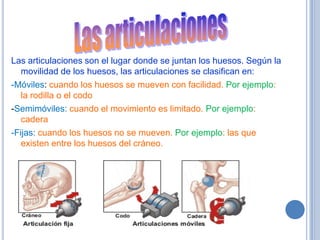 Las articulaciones son el lugar donde se juntan los huesos. Según la
   movilidad de los huesos, las articulaciones se clasifican en:
-Móviles: cuando los huesos se mueven con facilidad. Por ejemplo:
   la rodilla o el codo
-Semimóviles: cuando el movimiento es limitado. Por ejemplo:
   cadera
-Fijas: cuando los huesos no se mueven. Por ejemplo: las que
   existen entre los huesos del cráneo.
 