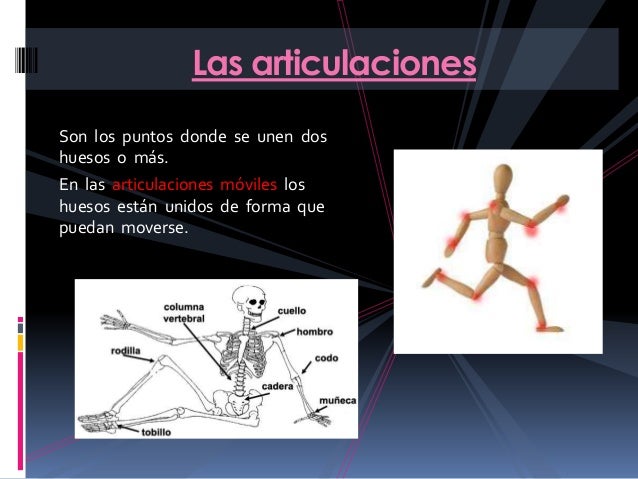 El aparato locomotor