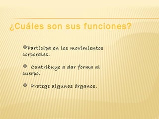 ¿Cuáles son sus funciones?

  Participa en los movimientos
  corporales.

   Contribuye a dar forma al
  cuerpo.

   Protege algunos órganos.
 