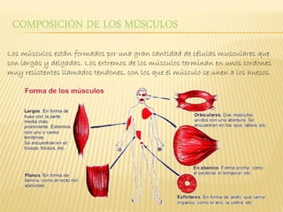 Los músculos están formados por una gran cantidad de células musculares que
son largas y delgadas. Los extremos de los músculos terminan en unos cordones
muy resistentes llamados tendones, con los que el músculo se unen a los huesos.
 