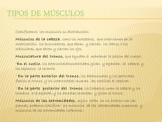 Clasificamos los músculos su distribución:
Músculos de la cabeza , como los maseteros, que intervienen en la
masticación; los bucinadores, que abren y cierran los labios, o los
orbiculares, que abren y cierran los ojos.
Musculatura del tronco, que ayudan a mantener la pasion del cuerpo:
-En el cuello, los esternocleidosmastoideos giran y agachan la cabeza, y
los esplenios la levanta.
- En la parte anterior del tronco , los abdominales y los pectorales
flexión el tronco, y los intercostales mueven las costillas al respirar.
- En la parte posterior del tronco , los trapecios unen la cabeza y los
hombros a la espalda, y los dorsales levantan y giran el tronco.
Músculos de las extremidades , según estén en los brazos o en las
piernas, podemos clasificar los músculos de las extremidades superiores y
músculos de las extremidades inferiores :
 