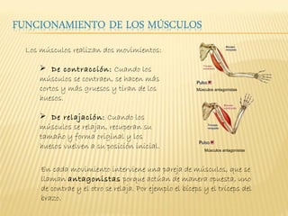 Los músculos realizan dos movimientos:

     De contracción: Cuando los
    músculos se contraen, se hacen más
    cortos y más gruesos y tiran de los                Músculos antagonistas

    huesos.

     De relajación: Cuando los
    músculos se relajan, recuperan su
    tamaño y forma original y los
    huesos vuelven a su posición inicial.                  Músculos antagonistas



    En cada movimiento interviene una pareja de músculos, que se
    llaman antagonistas porque actúan de manera opuesta, uno
    de contrae y el otro se relaja. Por ejemplo el bíceps y el tríceps del
    brazo.
 