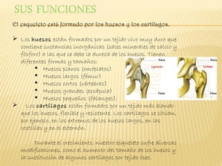 El esqueleto está formado por los huesos y los cartílagos.

 Los huesos están formados por un tejido vivo muy duro que
  contiene sustancias inorgánicas (sales minerales de calcio y
  fósforo) a las que se debe la dureza de los huesos. Tienen
  diferentes formas y tamaños:
         Huesos planos (omóplatos)
         Huesos largos (fémur)
         Huesos cortos (vértebras)
         Huesos grandes (escápula)
         Huesos pequeños (falanges).
 Los cartílagos están formados por un tejido más blando
  que los huesos, flexible y resistente. Los cartílagos se sitúan,
  por ejemplo, en los extremos de los huesos largos, en las
  costillas y en el esternón.

        Durante el crecimiento, nuestro esqueleto sufre diversas
   modificaciones, como el aumento del tamaño de los huesos y
   la sustitución de algunos cartílagos por tejido óseo.
 