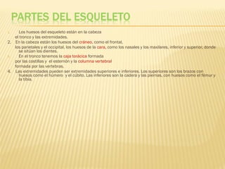 1.   Los huesos del esqueleto están en la cabeza
   el tronco y las extremidades.
2. En la cabeza están los huesos del cráneo, como el frontal,
   los parietales y el occipital, los huesos de la cara, como los nasales y los maxilares, inferior y superior, donde
     se sitúan los dientes.
3.   En el tronco tenemos la caja torácica formada
   por las costillas y el esternón y la columna vertebral
   formada por las vertebras.
4. Las extremidades pueden ser extremidades superiores e inferiores. Los superiores son los brazos con
     huesos como el húmero y el cúbito. Las inferiores son la cadera y las piernas, con huesos como el fémur y
     la tibia.
 