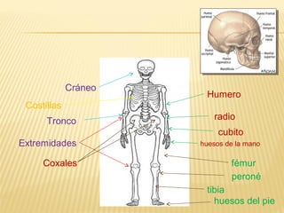 Cráneo
                       Humero
 Costillas
      Tronco             radio
                           cubito
Extremidades          huesos de la mano

     Coxales                  fémur
                              peroné
                       tibia
                         huesos del pie
 