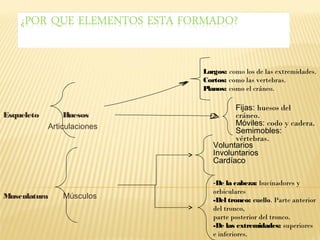 Largos: como los de las extremidades.
                             Cortos: como las vertebras.
                             Planos: como el cráneo.

                                      Fijas: huesos del
Esqueleto        Huesos               cráneo.
            Articulaciones            Móviles: codo y cadera.
                                      Semimobles:
                                      vértebras.
                                Voluntarios
                                Involuntarios
                                Cardíaco

                                -De la cabeza: bucinadores y
                                orbiculares
Musculatura     Músculos        -Del tronco: cuello. Parte anterior
                                del tronco,
                                parte posterior del tronco.
                                -De las extremidades: superiores
                                e inferiores.
 