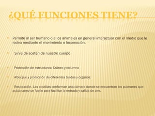    Permite al ser humano o a los animales en general interactuar con el medio que le
    rodea mediante el movimiento o locomoción. 

    Sirve de sostén de nuestro cuerpo


    Protección de estructuras: Cráneo y columna

    Albergue y protección de diferentes tejidos y órganos.

    Respiración. Las costillas conforman una cámara donde se encuentran los pulmones que
    actúa como un fuelle para facilitar la entrada y salida de aire.
 