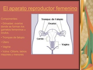 El aparato reproductor femenino
Componentes:
• Gónadas: ovarios
donde se forman los
gametos femeninos u
óvulos.
• Trompas de falopio
• Útero
• Vagina
• Vulva: Clítoris, labios
mayores y menores
 
