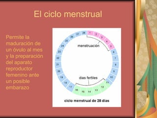 El ciclo menstrual
Permite la
maduración de
un óvulo al mes
y la preparación
del aparato
reproductor
femenino ante
un posible
embarazo
 