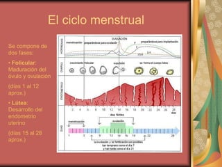 El ciclo menstrual
Se compone de
dos fases:
• Folicular:
Maduración del
óvulo y ovulación
(días 1 al 12
aprox.)
• Lútea:
Desarrollo del
endometrio
uterino
(días 15 al 28
aprox.)
 