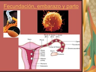 Fecundación, embarazo y parto
 