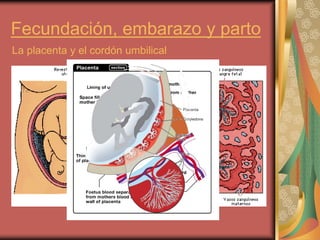 Fecundación, embarazo y parto
La placenta y el cordón umbilical
 