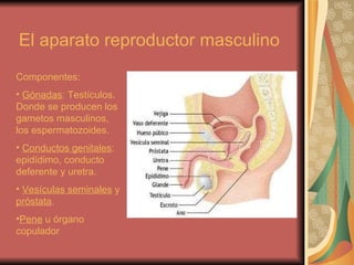 El aparato reproductor masculino ,[object Object],[object Object],[object Object],[object Object],[object Object]