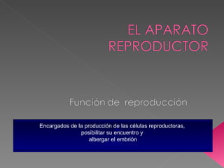 Encargados de la producción de las células reproductoras,  posibilitar su encuentro y  albergar el embrión 