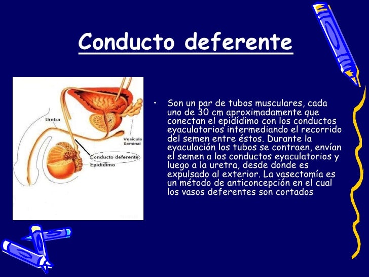El aparato reproductor