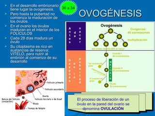    En el desarrollo embrionario
    tiene lugar la ovogénesis.    30 a 34
   Pero hasta la pubertad no
    comienza la m...