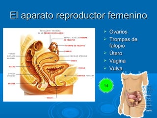 El aparato reproductor femenino
                         Ovarios
                         Trompas de
                   ...