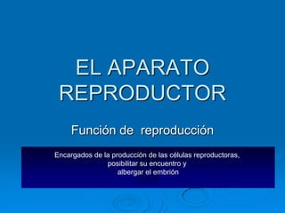 EL APARATO
REPRODUCTOR
Función de reproducción
Encargados de la producción de las células reproductoras,
posibilitar su encuentro y
albergar el embrión
 