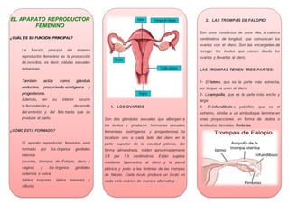 EL APARATO REPRODUCTOR
FEMENINO
¿CUÁL ES SU FUNCIÓN PRINCIPAL?
La función principal del sistema
reproductor femenino es la producción
de ovocitos, es decir, células sexuales
femeninas.
También actúa como glándula
endocrina, produciendo estrógenos y
progesterona.
Además, en su interior ocurre
la fecundación y desarrollo
del embrión y del feto hasta que se
produce el parto.
¿CÓMO ESTÁ FORMADO?
El aparato reproductor femenino está
formado por los órganos genitales
internos
(ovarios, trompas de Falopio, útero y
vagina) y los órganos genitales
externos o vulva
(labios mayores, labios menores y
clítoris).
1. LOS OVARIOS
Son dos glándulas sexuales que albergan a
los óvulos y producen hormonas sexuales
femeninas (estrógenos y progesterona). Se
localizan uno a cada lado del útero en la
parte superior de la cavidad pélvica. De
forma almendrada, miden aproximadamente
3,5 por 1,5 centímetros. Están sujetos
mediante ligamentos al útero y la pared
pélvica y junto a las fimbrias de las trompas
de falopio. Cada óvulo produce un óvulo en
cada ciclo ovárico de manera alternativa.
2. LAS TROMPAS DE FALOPIO
Son unos conductos de unos diez a catorce
centímetros de longitud, que comunican los
ovarios con el útero. Son las encargadas de
recoger los óvulos que vienen desde los
ovarios y llevarlos al útero.
LAS TROMPAS TIENEN TRES PARTES:
1- El istmo, que es la parte más estrecha,
por la que se unen al útero.
2- La ampolla, que es la parte más ancha y
larga
3- El infundíbulo o pabellón, que es el
extremo, similar a un embudoque termina en
unas proyecciones en forma de dedos o
tentáculos llamadas fimbrias.
 