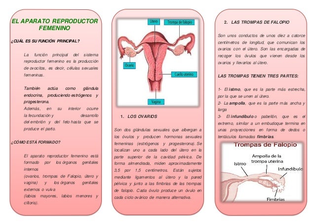 Partes Del Aparato Reproductor Femenino