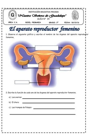 1. Observa el siguiente gráfico y escribe el nombre de los órganos del aparato reproductor
femenino.
2. Escribe la función de cada uno de los órganos del aparato reproductor femenino.
a) Los ovarios:
b) El útero:
c) Las trompas de Falopio:
ÁREA: C.A. NIVEL: PRIMARIA GRADO: 3º FECHA: 18/10/16
INSTITUCIÓN EDUCATIVA PRIVADA
GUÍA N° 34
 