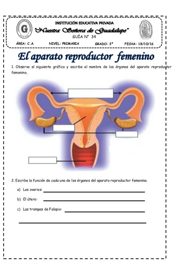 El aparato reproductor femenino