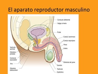 El aparato reproductor masculino
 