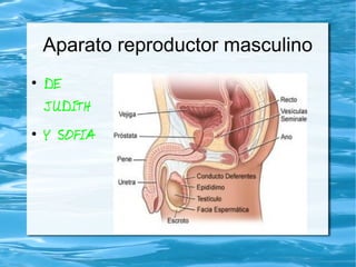 El aparato reproductor masculino