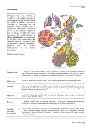 MATURITA DE BIOLOGÍA
GBZA
Rafael A. Medel Martínez
2
2.2 Pulmones.
Están situados en la cavidad torácica,
protegidos por las costillas y
rodeados por la pleura, una doble
membrana rellena de líquido pleural,
que impide la fricción y permite la
expansión - compresión de los
pulmones. Están formados por el
conjunto de bronquiolos, alvéolos y
por la red de capilares sanguíneos
que los irriga, rodeados de tejido
conjuntivo. Su pared inferior se
adapta al diafragma. Las paredes de
los alvéolos están constituidas por
endotelio (capa de células) rodeadas
de numerosos capilares sanguíneos,
formadas por las últimas
ramificaciones de las arterias
pulmonares.
Definición de términos:
Cavidad nasal La principal vía de paso del aire hacia y desde los pulmones, tapizada por una membrana cubierta de
moco que atrapa polvo y gérmenes , y dividida en dos fosas nasales por una placa de cartílago
(tabique nasal). En la parte superior están los órganos sensoriales del olfato (epitelios olfatorios).
Vello nasal Situado en la entrada de las fosas nasales, ayuda a filtrar grandes partículas de polvo y residuos.
Faringe Tubo corto que empieza en la cavidad nasal y termina en la laringe, formada por nasofaringe
(permite el paso del aire), orofaringe (permite el paso de alimentos y líquidos), laringofaringe
(permite el paso de alimentos y líquidos).
Epiglotis Lámina de cartílago que se inclina sobre la entrada de la laringe al tragar para que no entren en la
tráquea comida , bebida y saliva.
Tráquea La principal vía aérea hacia los pulmones. Mide unos 11 cm de largo y permanece abierta pese a la
presión de los órganos circundantes gracias a unos anillos de cartílago con forma de C .
Costillas y
músculos
intercostales
Los doce pares de costillas curvas de la caja torácica protegen pulmones y corazón de daños físicos.
La doble membrana muscular entre cada par de costillas, la externa eleva y adelanta las costillas al
contraerse para que los pulmones se ensanchen y entre el aire. La externa actúa de manera contraria
y fuerza al aire a salir.
 