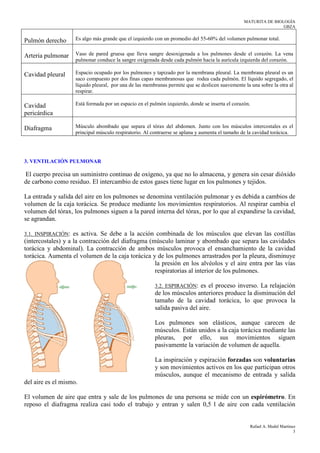 MATURITA DE BIOLOGÍA
GBZA
Rafael A. Medel Martínez
3
Pulmón derecho Es algo más grande que el izquierdo con un promedio del 55-60% del volumen pulmonar total.
Arteria pulmonar Vaso de pared gruesa que lleva sangre desoxigenada a los pulmones desde el corazón. La vena
pulmonar conduce la sangre oxigenada desde cada pulmón hacia la aurícula izquierda del corazón.
Cavidad pleural Espacio ocupado por los pulmones y tapizado por la membrana pleural. La membrana pleural es un
saco compuesto por dos finas capas membranosas que rodea cada pulmón. El líquido segregado, el
líquido pleural, por una de las membranas permite que se deslicen suavemente la una sobre la otra al
respirar.
Cavidad
pericárdica
Está formada por un espacio en el pulmón izquierdo, donde se inserta el corazón.
Diafragma Músculo abombado que separa el tórax del abdomen. Junto con los músculos intercostales es el
principal músculo respiratorio. Al contraerse se aplana y aumenta el tamaño de la cavidad torácica.
3. VENTILACIÓN PULMONAR
El cuerpo precisa un suministro continuo de oxígeno, ya que no lo almacena, y genera sin cesar dióxido
de carbono como residuo. El intercambio de estos gases tiene lugar en los pulmones y tejidos.
La entrada y salida del aire en los pulmones se denomina ventilación pulmonar y es debida a cambios de
volumen de la caja torácica. Se produce mediante los movimientos respiratorios. Al respirar cambia el
volumen del tórax, los pulmones siguen a la pared interna del tórax, por lo que al expandirse la cavidad,
se agrandan.
3.1. INSPIRACIÓN: es activa. Se debe a la acción combinada de los músculos que elevan las costillas
(intercostales) y a la contracción del diafragma (músculo laminar y abombado que separa las cavidades
torácica y abdominal). La contracción de ambos músculos provoca el ensanchamiento de la cavidad
torácica. Aumenta el volumen de la caja torácica y de los pulmones arrastrados por la pleura, disminuye
la presión en los alvéolos y el aire entra por las vías
respiratorias al interior de los pulmones.
3.2. ESPIRACIÓN: es el proceso inverso. La relajación
de los músculos anteriores produce la disminución del
tamaño de la cavidad torácica, lo que provoca la
salida pasiva del aire.
Los pulmones son elásticos, aunque carecen de
músculos. Están unidos a la caja torácica mediante las
pleuras, por ello, sus movimientos siguen
pasivamente la variación de volumen de aquella.
La inspiración y espiración forzadas son voluntarias
y son movimientos activos en los que participan otros
músculos, aunque el mecanismo de entrada y salida
del aire es el mismo.
El volumen de aire que entra y sale de los pulmones de una persona se mide con un espirómetro. En
reposo el diafragma realiza casi todo el trabajo y entran y salen 0,5 l de aire con cada ventilación
 