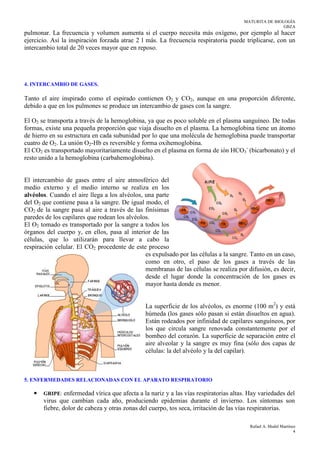 MATURITA DE BIOLOGÍA
GBZA
Rafael A. Medel Martínez
4
pulmonar. La frecuencia y volumen aumenta si el cuerpo necesita más oxígeno, por ejemplo al hacer
ejercicio. Así la inspiración forzada atrae 2 l más. La frecuencia respiratoria puede triplicarse, con un
intercambio total de 20 veces mayor que en reposo.
4. INTERCAMBIO DE GASES.
Tanto el aire inspirado como el espirado contienen O2 y CO2, aunque en una proporción diferente,
debido a que en los pulmones se produce un intercambio de gases con la sangre.
El O2 se transporta a través de la hemoglobina, ya que es poco soluble en el plasma sanguíneo. De todas
formas, existe una pequeña proporción que viaja disuelto en el plasma. La hemoglobina tiene un átomo
de hierro en su estructura en cada subunidad por lo que una molécula de hemoglobina puede transportar
cuatro de O2. La unión O2-Hb es reversible y forma oxihemoglobina.
El CO2 es transportado mayoritariamente disuelto en el plasma en forma de ión HCO3
-
(bicarbonato) y el
resto unido a la hemoglobina (carbahemoglobina).
El intercambio de gases entre el aire atmosférico del
medio externo y el medio interno se realiza en los
alvéolos. Cuando el aire llega a los alvéolos, una parte
del O2 que contiene pasa a la sangre. De igual modo, el
CO2 de la sangre pasa al aire a través de las finísimas
paredes de los capilares que rodean los alvéolos.
El O2 tomado es transportado por la sangre a todos los
órganos del cuerpo y, en ellos, pasa al interior de las
células, que lo utilizarán para llevar a cabo la
respiración celular. El CO2 procedente de este proceso
es expulsado por las células a la sangre. Tanto en un caso,
como en otro, el paso de los gases a través de las
membranas de las células se realiza por difusión, es decir,
desde el lugar donde la concentración de los gases es
mayor hasta donde es menor.
La superficie de los alvéolos, es enorme (100 m2
) y está
húmeda (los gases sólo pasan si están disueltos en agua).
Están rodeados por infinidad de capilares sanguíneos, por
los que circula sangre renovada constantemente por el
bombeo del corazón. La superficie de separación entre el
aire alveolar y la sangre es muy fina (sólo dos capas de
células: la del alvéolo y la del capilar).
5. ENFERMEDADES RELACIONADAS CON EL APARATO RESPIRATORIO
• GRIPE: enfermedad vírica que afecta a la nariz y a las vías respiratorias altas. Hay variedades del
virus que cambian cada año, produciendo epidemias durante el invierno. Los síntomas son
fiebre, dolor de cabeza y otras zonas del cuerpo, tos seca, irritación de las vías respiratorias.
 