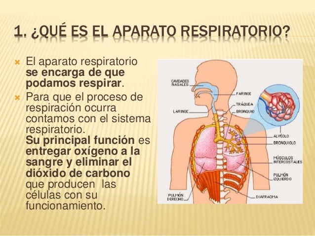 El Aparato Respiratorio
