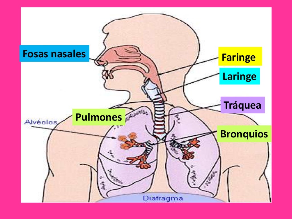 sistema-respiratorio-cavidad-nasal-faringe-laringe-pulmones-images