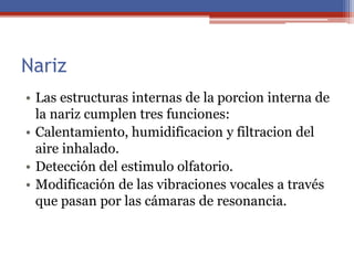 Nariz
• Las estructuras internas de la porcion interna de
la nariz cumplen tres funciones:
• Calentamiento, humidificacion y filtracion del
aire inhalado.
• Detección del estimulo olfatorio.
• Modificación de las vibraciones vocales a través
que pasan por las cámaras de resonancia.
 