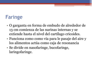 Faringe
• O garganta en forma de embudo de alrededor de
13 cm comienza de las narinas internas y se
extiende hasta el nivel del cartílago cricoides.
• Funciona como como vía para le pasaje del aire y
los alimentos actúa como caja de resonancia
• Se divide en nasofaringe, bucofaringe,
laringofaringe.
 