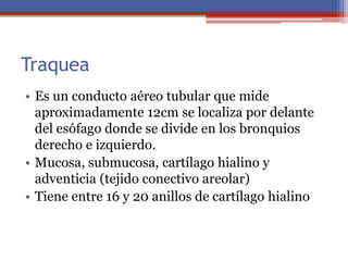 Traquea
• Es un conducto aéreo tubular que mide
aproximadamente 12cm se localiza por delante
del esófago donde se divide en los bronquios
derecho e izquierdo.
• Mucosa, submucosa, cartílago hialino y
adventicia (tejido conectivo areolar)
• Tiene entre 16 y 20 anillos de cartílago hialino
 