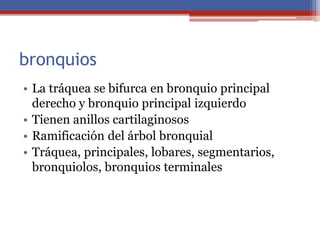 bronquios
• La tráquea se bifurca en bronquio principal
derecho y bronquio principal izquierdo
• Tienen anillos cartilaginosos
• Ramificación del árbol bronquial
• Tráquea, principales, lobares, segmentarios,
bronquiolos, bronquios terminales
 