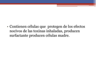 • Contienen células que protegen de los efectos
nocivos de las toxinas inhaladas, producen
surfactante producen células madre.
 