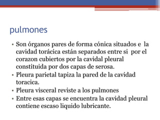 pulmones
• Son órganos pares de forma cónica situados e la
cavidad torácica están separados entre si por el
corazon cubiertos por la cavidal pleural
constituida por dos capas de serosa.
• Pleura parietal tapiza la pared de la cavidad
toracica.
• Pleura visceral reviste a los pulmones
• Entre esas capas se encuentra la cavidad pleural
contiene escaso liquido lubricante.
 