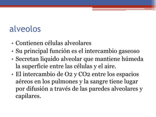 alveolos
• Contienen células alveolares
• Su principal función es el intercambio gaseoso
• Secretan liquido alveolar que mantiene húmeda
la superficie entre las células y el aire.
• El intercambio de O2 y CO2 entre los espacios
aéreos en los pulmones y la sangre tiene lugar
por difusión a través de las paredes alveolares y
capilares.
 