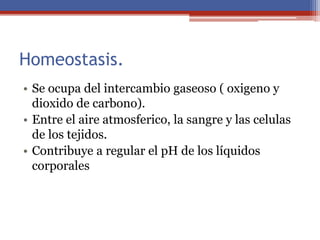 Homeostasis.
• Se ocupa del intercambio gaseoso ( oxigeno y
dioxido de carbono).
• Entre el aire atmosferico, la sangre y las celulas
de los tejidos.
• Contribuye a regular el pH de los líquidos
corporales
 