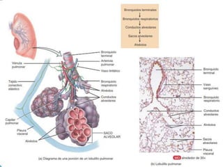 El aparato respiratorio.pptx