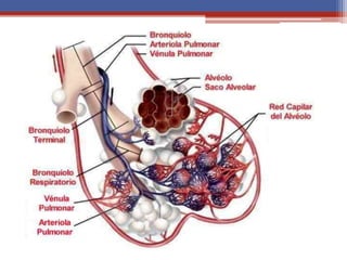 El aparato respiratorio.pptx