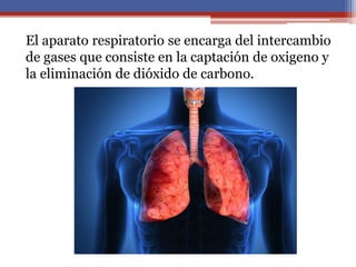 El aparato respiratorio se encarga del intercambio
de gases que consiste en la captación de oxigeno y
la eliminación de dióxido de carbono.
 