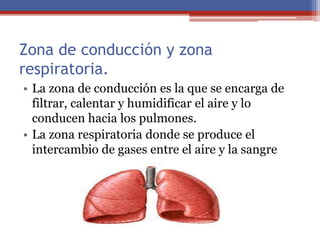 Zona de conducción y zona
respiratoria.
• La zona de conducción es la que se encarga de
filtrar, calentar y humidificar el aire y lo
conducen hacia los pulmones.
• La zona respiratoria donde se produce el
intercambio de gases entre el aire y la sangre
 