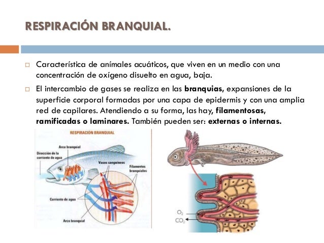 El aparato respiratorio y el excretor en animales