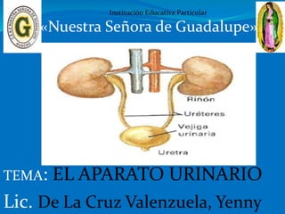 TEMA: EL APARATO URINARIO
Lic. De La Cruz Valenzuela, Yenny
Institución Educativa Particular
«Nuestra Señora de Guadalupe»
 
