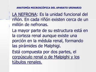 ANATOMÍA MICROSCÓPICA DEL APARATO URINARIO
LA NEFRONA: Es la unidad funcional del
riñón. En cada riñón existen cerca de un
millón de nefronas.
La mayor parte de su estructura está en
la corteza renal aunque existe una
porción en la médula renal, formando
las pirámides de Malphigi.
Está compuesta por dos partes, el
corpúsculo renal o de Malpighi y los
túbulos renales.
 